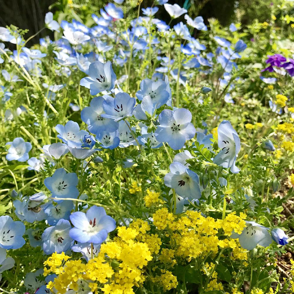 小さな庭の画像 by Noraさん | 小さな庭と宿根アリッサムとネモフィラと初夏の賑わいとcottage gardenに憧れてとwild gardenと今日のお花と雑草花壇とScenary of May 2017