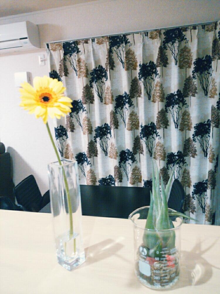 キッチンの画像 by うららさん | キッチンとガーベラとセレリアナと観葉植物とガーベラコンテストと今日のお花とエアプランツ セレリアナと ガーベラとエアプランツ