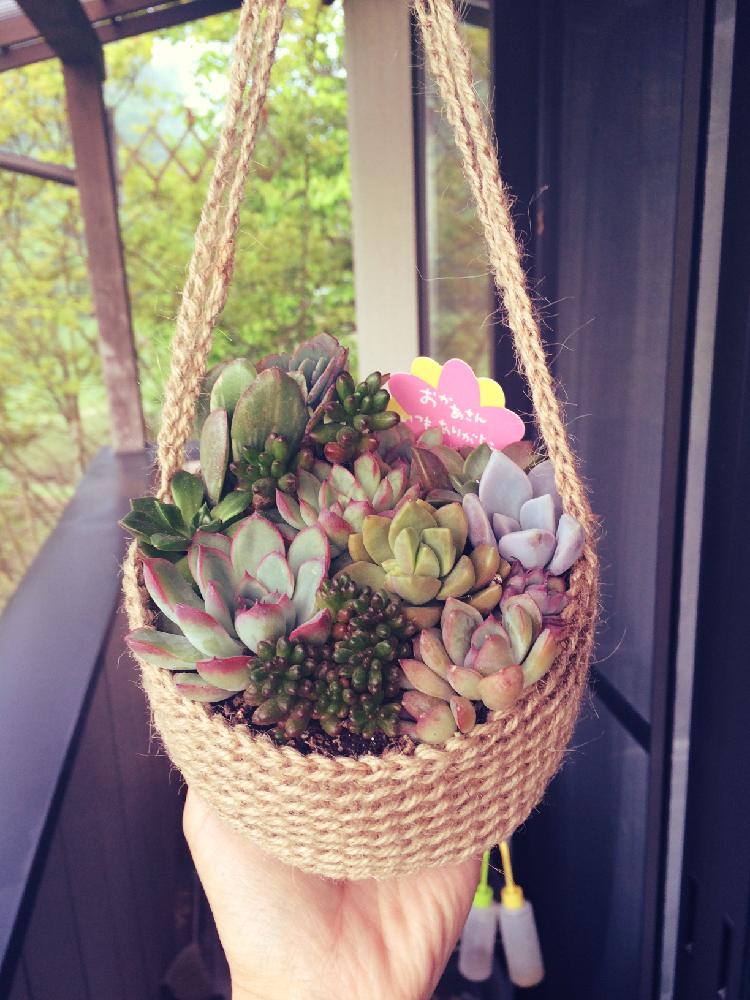 バルコニー/ベランダの画像 by cobiさん | バルコニー/ベランダと多肉植物と寄せ植えと母の日のプレゼントと多肉寄せ植えと麻紐バッグ