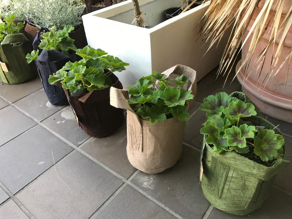 お出かけ先の画像 by CLUTCH FURNITUREさん | お出かけ先とゼラニウムと観葉植物と植物のある暮らしとグリーンのある暮らしと育てやすいと ゼラニウムとroot pouchとハーブとかわいいと葉っぱアートと植木鉢と神戸とボタニカルショップと不織布の鉢とインテリアグリーン