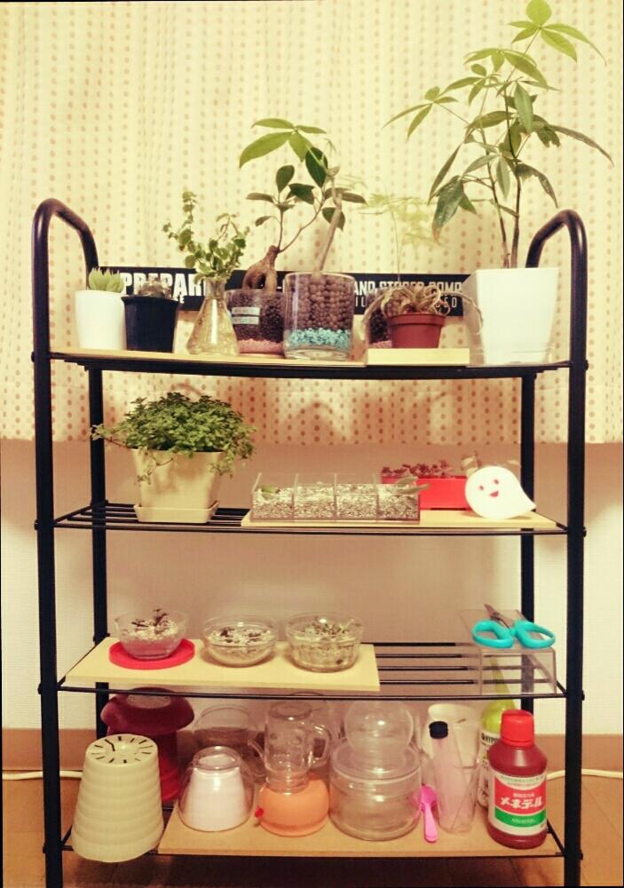 部屋の画像 by ぽぽんさん | 部屋と多肉植物と観葉植物と水挿しとハイドロカルチャーと葉挿しとニトリ