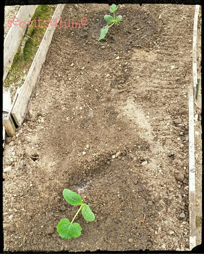 畑の画像 by 高橋園芸さん | 畑とズッキーニ オーラムとズッキーニ ダイナーと植中毒と野菜苗と家庭菜園・減農薬・有機栽培