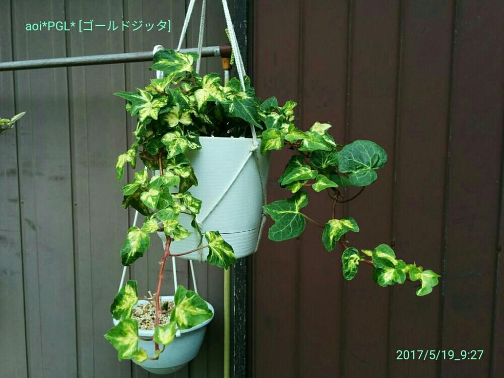 小さな庭の画像 by あおい32さん | 小さな庭とへデラ・ゴールドジッタとガーデニングと千葉県と観葉植物と斑入り愛好家と斑入り。