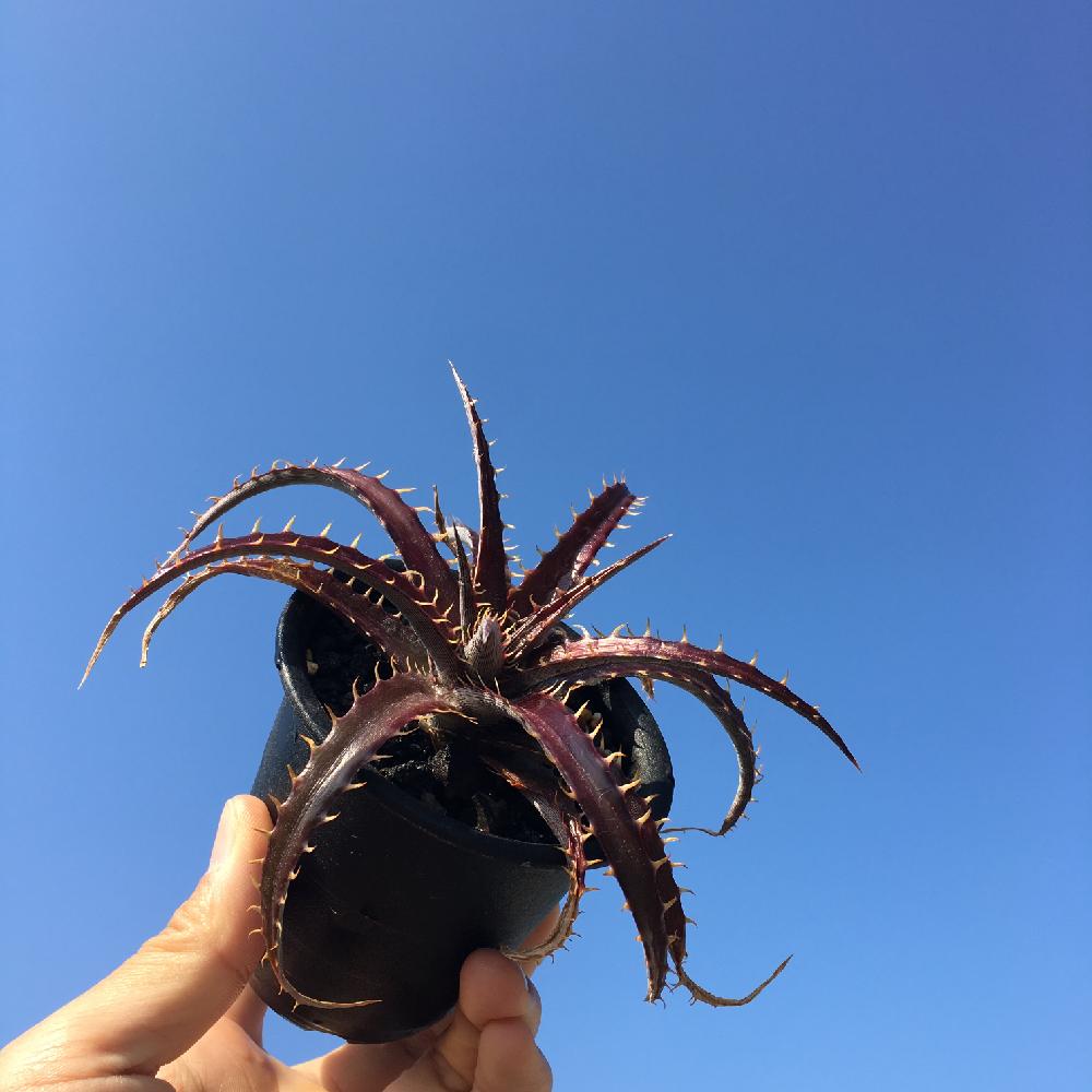 バルコニー/ベランダの画像 by shinchanさん | バルコニー/ベランダとディッキアの何かと観葉植物と植物のある暮らしとボタニカルライフと『ディッキア』コンテストと植中毒と観察植物とディスキディア属とトゲトゲのある暮らしとビザールプランツとちゃぁ〜のディッキア