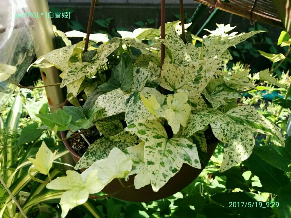 小さな庭の画像 by あおい32さん | 小さな庭とへデラ・白雪姫と観葉植物と千葉県とガーデニングと斑入り。と斑入り愛好家