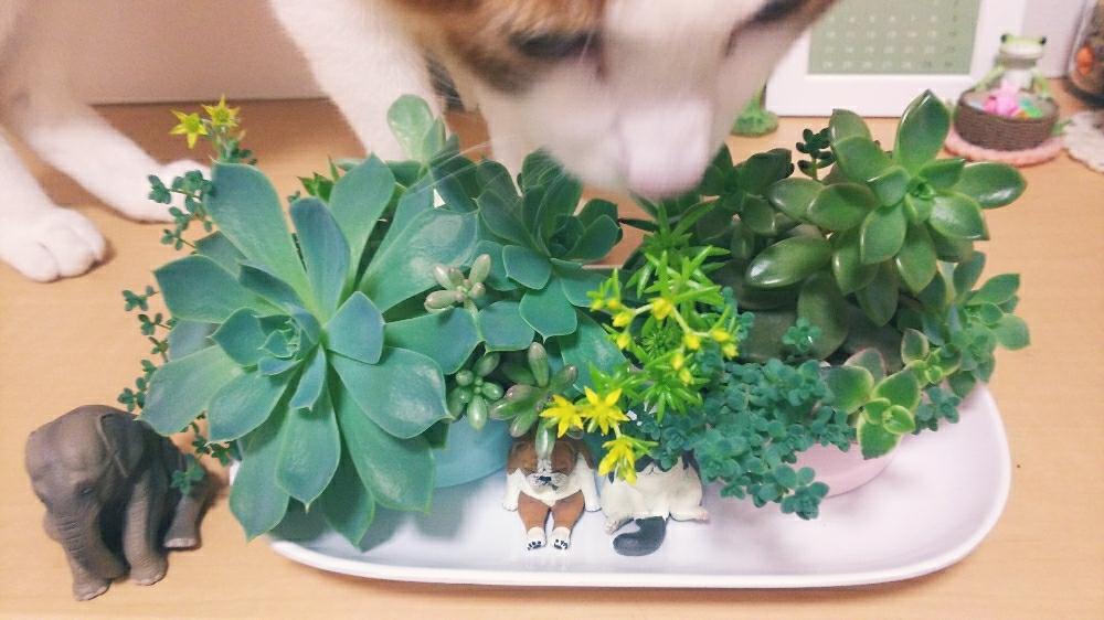 玄関の画像 by たま&ちゃさん | 玄関と多肉植物とのびのび〰とネコと多肉寄せ植えとガチャガチャ