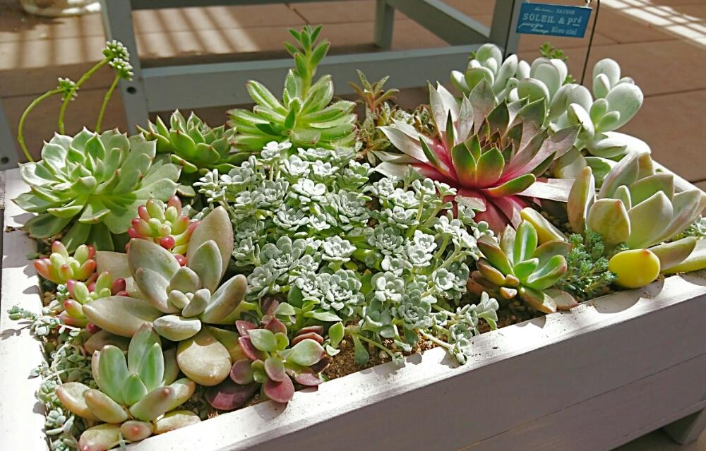 テラスの画像 by コロンさん | テラスと多肉植物と寄せ植えと植中毒とエケベリア女子と多肉女子