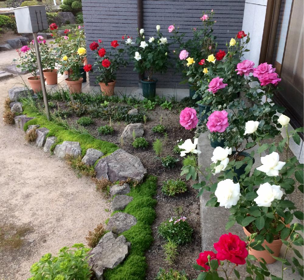 小さな庭の画像 by アラパンさん | 小さな庭と多肉植物と多肉男子とみどりのある暮らしとサボテン科と観葉植物と庭に咲く花と多肉大好きとお気に入りと家庭菜園と多肉ちゃんとコーデックスと植中毒と今日のお花とミドリと多肉女子とガーデニングと珍奇植物とバラ・ミニバラと多肉寄せ植えと多肉狩りと多肉初心者とインテリアグリーンと京成バラ園芸フォトコンと『手作り花壇』コンテスト