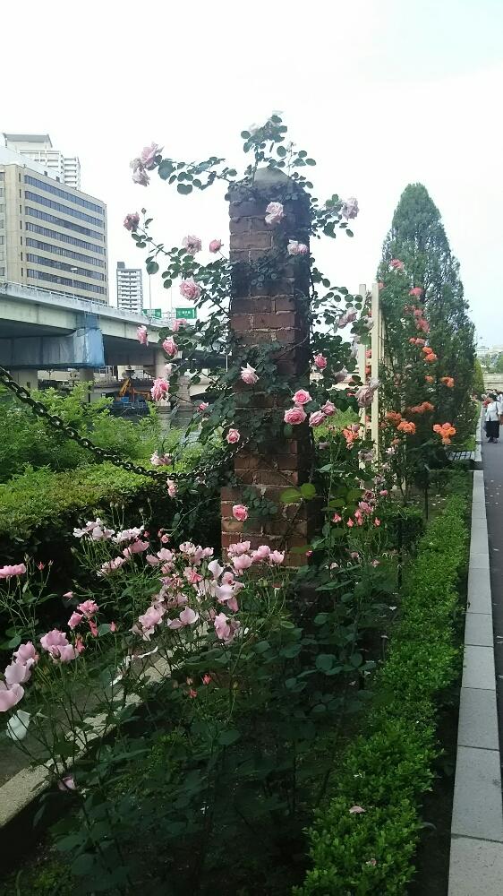 広い庭の画像 by muguet11さん | 広い庭とばら バラ 薔薇と薔薇に魅せられてと薔薇園と植中毒と今日のお花と薔薇たちと薔薇が素敵と薔薇♪とロザリアンと洋風テイストと薔薇の花