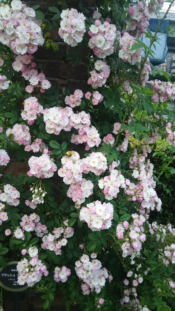 広い庭の画像 by muguet11さん | 広い庭とばら バラ 薔薇とピンクの薔薇と薔薇に魅せられてと薔薇園と植中毒と今日のお花と薔薇たちと薔薇が素敵と薔薇♪とロザリアンと洋風テイストと薔薇の花