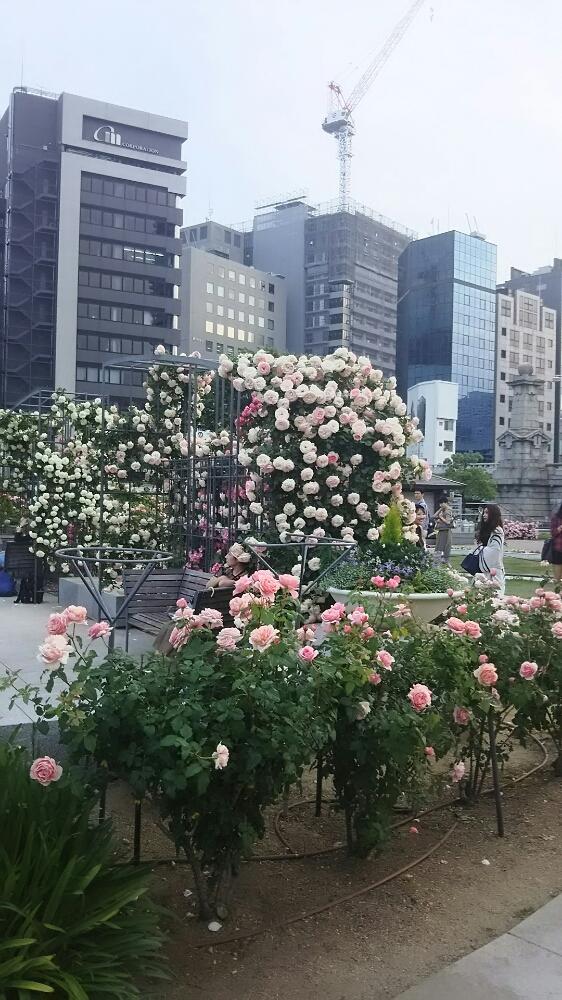広い庭の画像 by muguet11さん | 広い庭とばら バラ 薔薇と薔薇に魅せられてと薔薇園と植中毒と今日のお花と薔薇たちと薔薇が素敵と薔薇♪とロザリアンと洋風テイストと薔薇の花