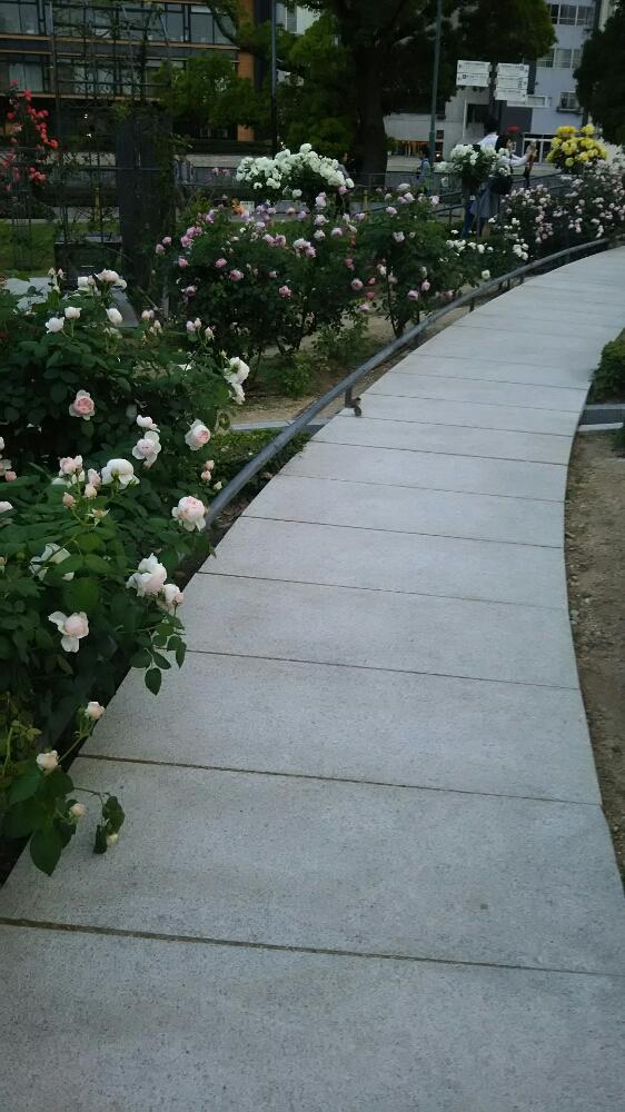 広い庭の画像 by muguet11さん | 広い庭と薔薇園と植中毒と今日のお花と薔薇たちと薔薇が素敵と薔薇♪とロザリアンと洋風テイストと薔薇の花