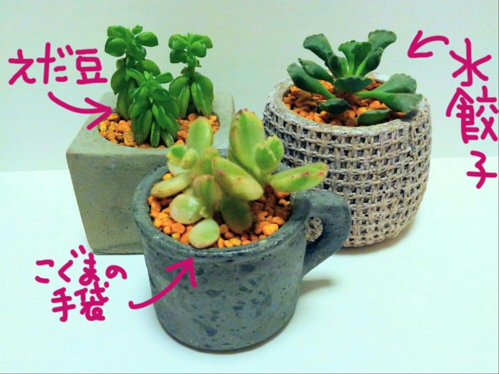 部屋の画像 by pieni_sayaさん | 部屋と永楽と熊童子錦とカクタスビレと多肉植物とペペロミアカクタスビレとアドロミスクスクリステイタスとえだ豆とお気に入り♡とコチドレン熊童子錦とウチのかわい子ちゃんたちとこぐまの手袋と多肉好きと水餃子