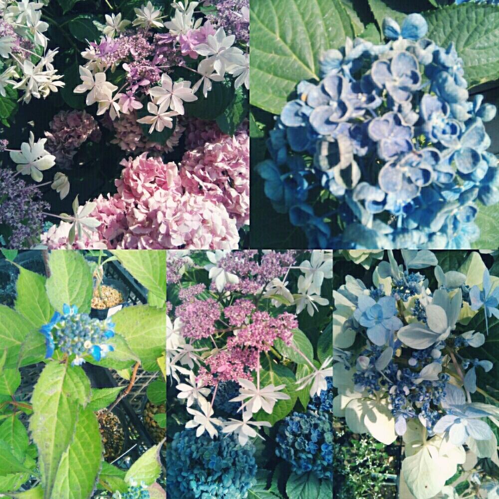 お出かけ先の画像 by 元祖仙人さん | お出かけ先と気をつけてねと紫陽花 アジサイ あじさい