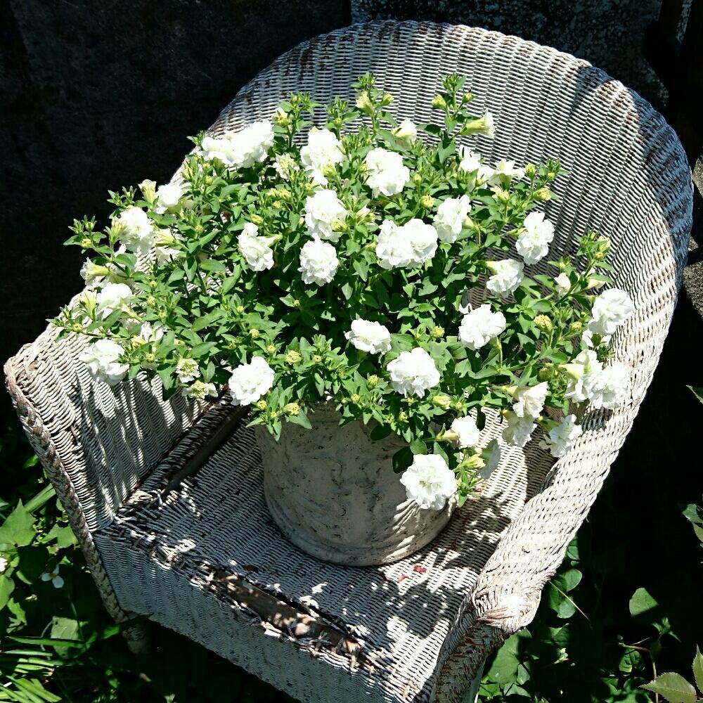 小さな庭の画像 by 花織さん | 小さな庭とサントリーサフィニアフリルと植中毒と今日の一枚と今日のお花とサフィニアフォトコンと咲いた!