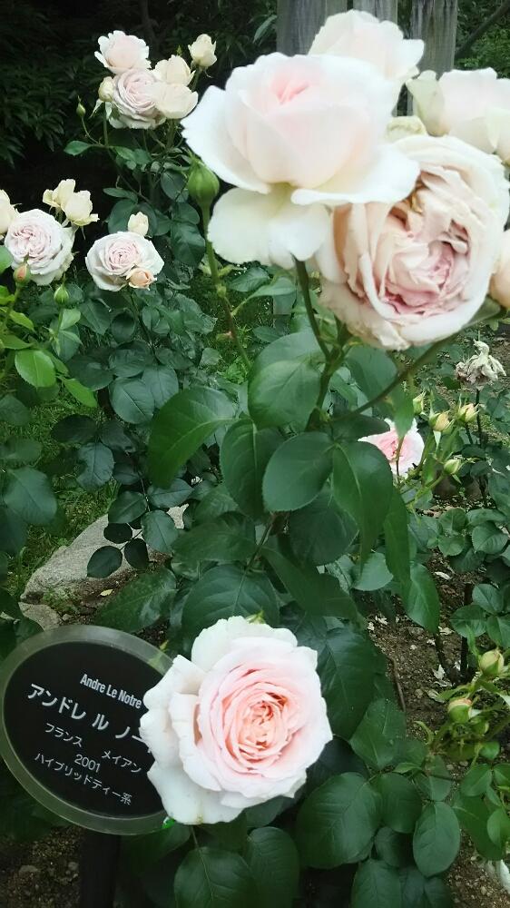 お出かけ先の画像 by muguet11さん | お出かけ先とばら バラ 薔薇とピンクの薔薇と薔薇に魅せられてと薔薇園と植中毒とスブニール ドゥ アンネフランクと薔薇たちと薔薇が素敵と薔薇♪とロザリアンと洋風テイストと薔薇の花