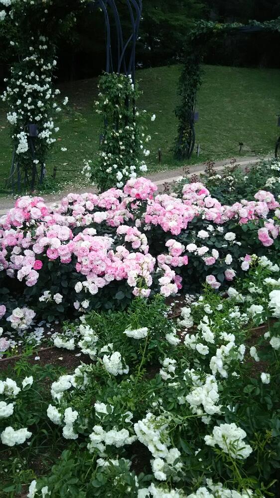 お出かけ先の画像 by muguet11さん | お出かけ先とばら バラ 薔薇とピンクの薔薇と薔薇に魅せられてと白薔薇.と薔薇園と植中毒と薔薇たちと薔薇が素敵と薔薇♪とロザリアンと洋風テイストと薔薇の花