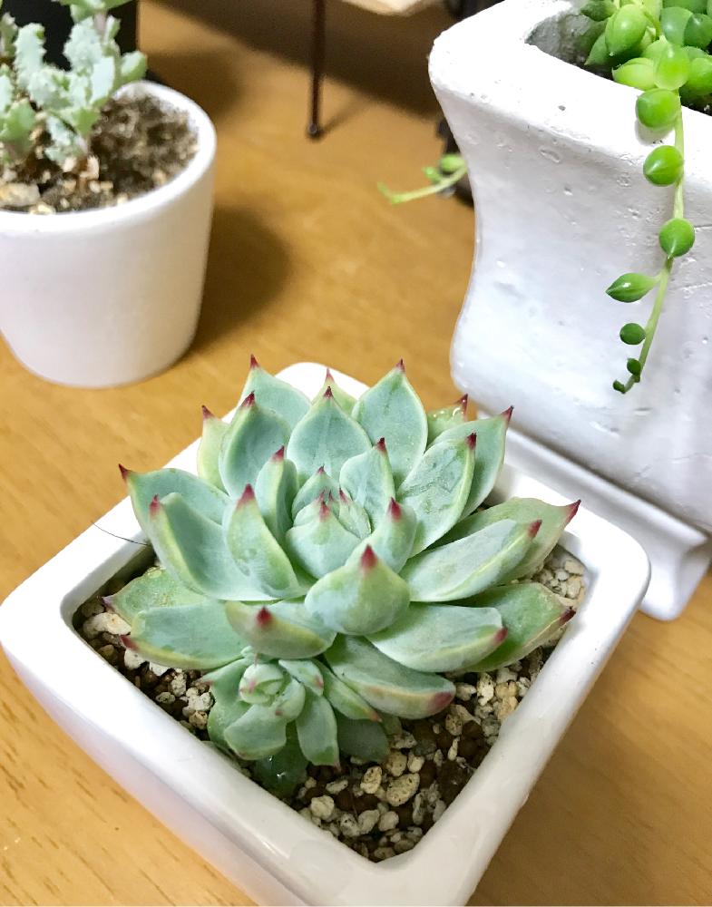 部屋の画像 by Nanaさん | 部屋とオスクラリア属 琴爪菊とグリーンネックレスと桃太郎と多肉植物と桃太郎☆と観葉植物と植中毒と今日の一枚と多肉女子