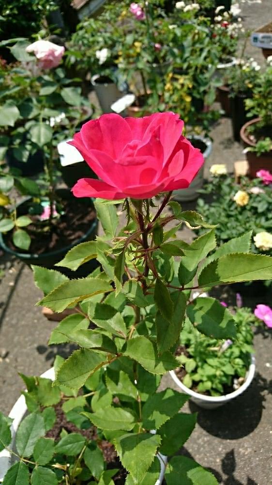 小さな庭の画像 by きょんさん | 小さな庭と薔薇ノックアウトと大好き♪と京成バラ園芸フォトコンと癒しと植中毒と今日の一枚と今日のお花とかわいい❤と咲いた!