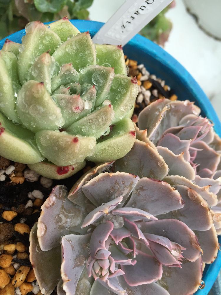 小さな庭の画像 by 剣心さん | 小さな庭と多肉植物と植中毒と今日のお花と多肉女子とアイボリー。