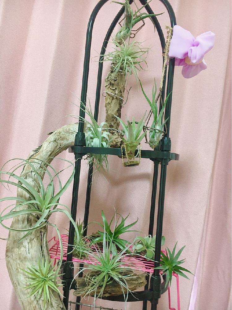 部屋の画像 by kuromioさん | 部屋とチランジアタワーとエアープランツとエアプランツ チランジアと流木とエアープランツと銀河系と植中毒とチランジア属と流木と流れ星と宇宙的とエアープランツ/チランジアとエアプランツ イオナンタとチランジア ワハカーナとチランジア カプトメデューサエとエアプランツハリシーとエアープランツ ブラキカウロスとプラギオトロピカとチランジア ガルドネリーとチランジア・テクトラムと イオナンタ フエゴとチランジアポーリアナとエアプランツストレプトフィラとカピタータ☆とチランジア レクルビフォリア