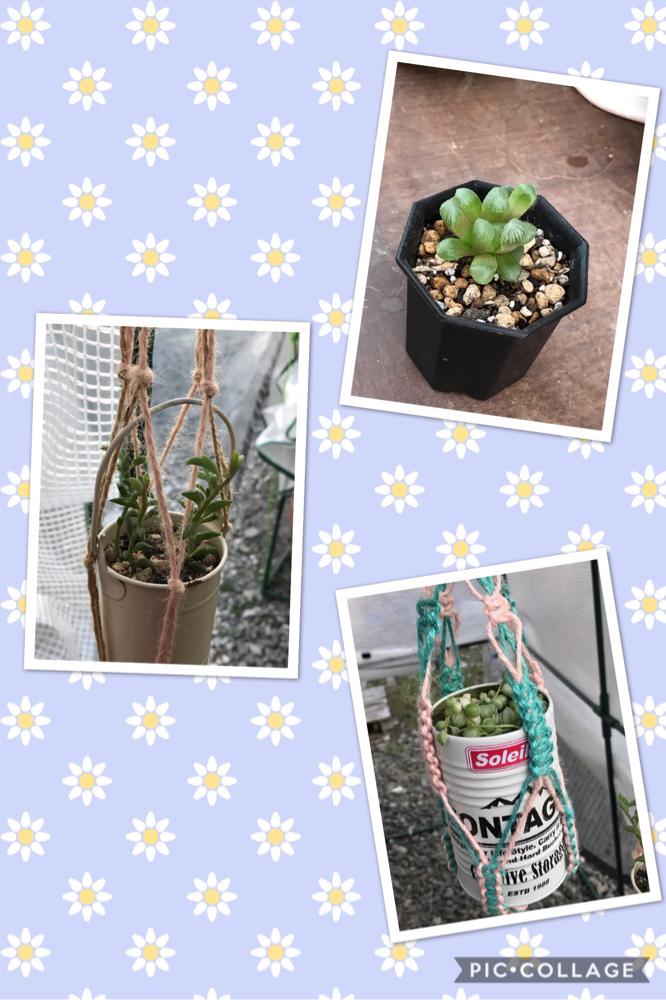 小さな庭の画像 by yuki(๑・㉨・๑)さん | 小さな庭とHTCと幸せ♡と会社で(o^^o)とプレゼントと癒しとHTC108と植中毒と佐賀県と加工なし(^_^)vとGARAMちゃんから頂き物