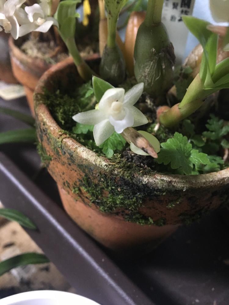 部屋の画像 by 花屋のモグラさん | 部屋とホリドータシネンシスと植中毒とサンシャインらん展