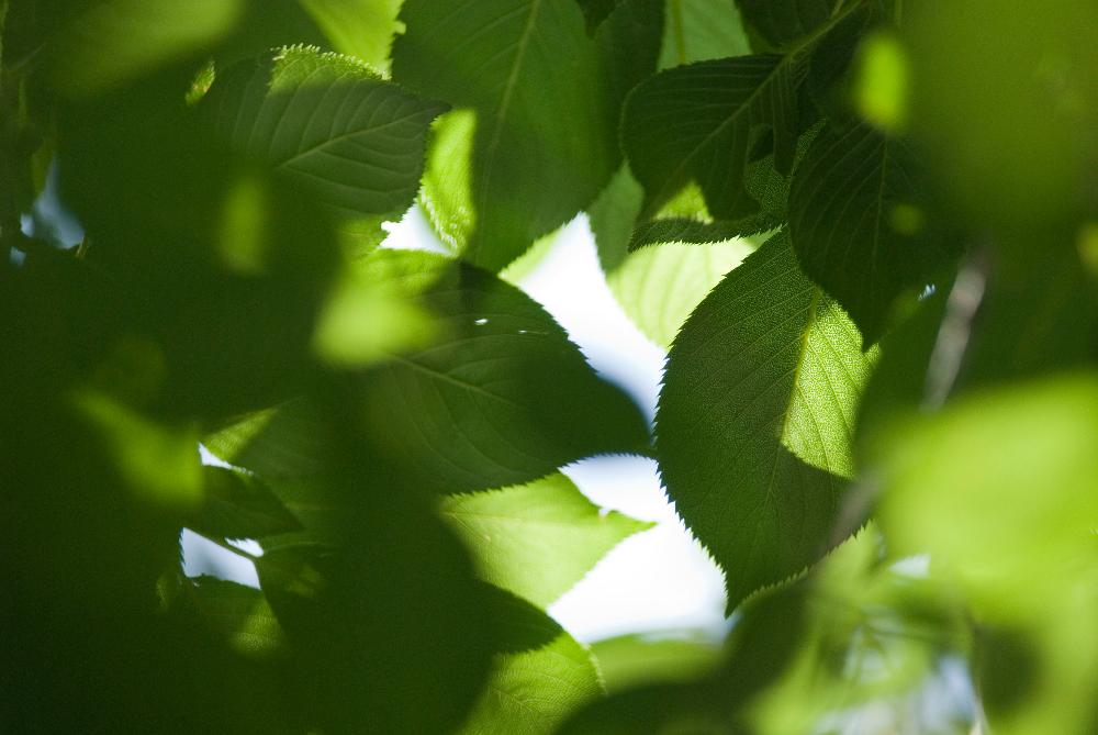 お出かけ先の画像 by ぽぽぱんなさん | お出かけ先と桜の葉っぱと木漏れ日と気持ちいいGreen。と葉っぱいっぱい