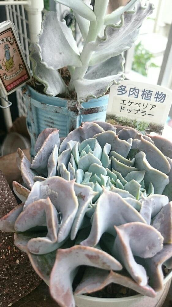 バルコニー/ベランダの画像 by ジャムsunsさん | バルコニー/ベランダとドップラーと多肉植物とHTC 派遣社員とHTCと植中毒と今日の一枚と今日のお花とエケベリア女子とエケベリア属と多肉女子とタナベフラワーと多肉棚