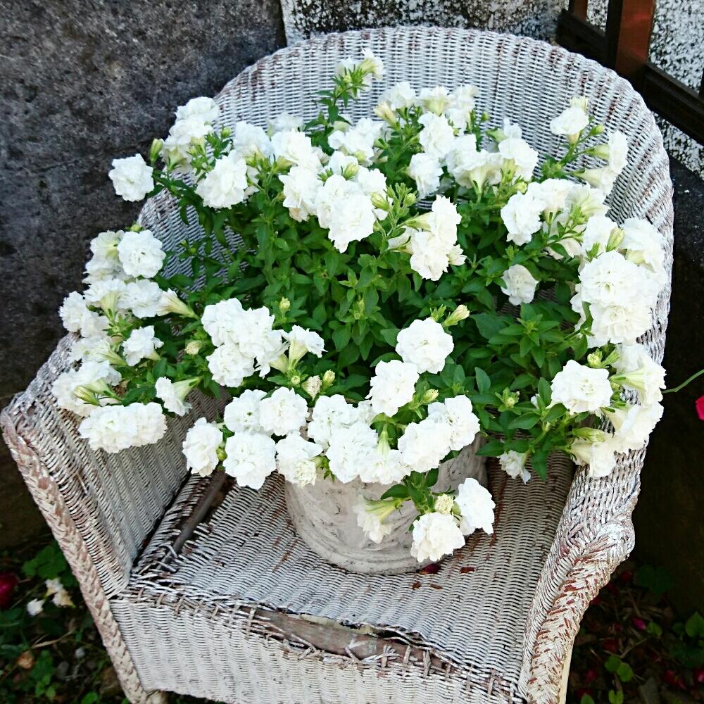 小さな庭の画像 by 花織さん | 小さな庭とサントリーサフィニアフリルと今日のお花