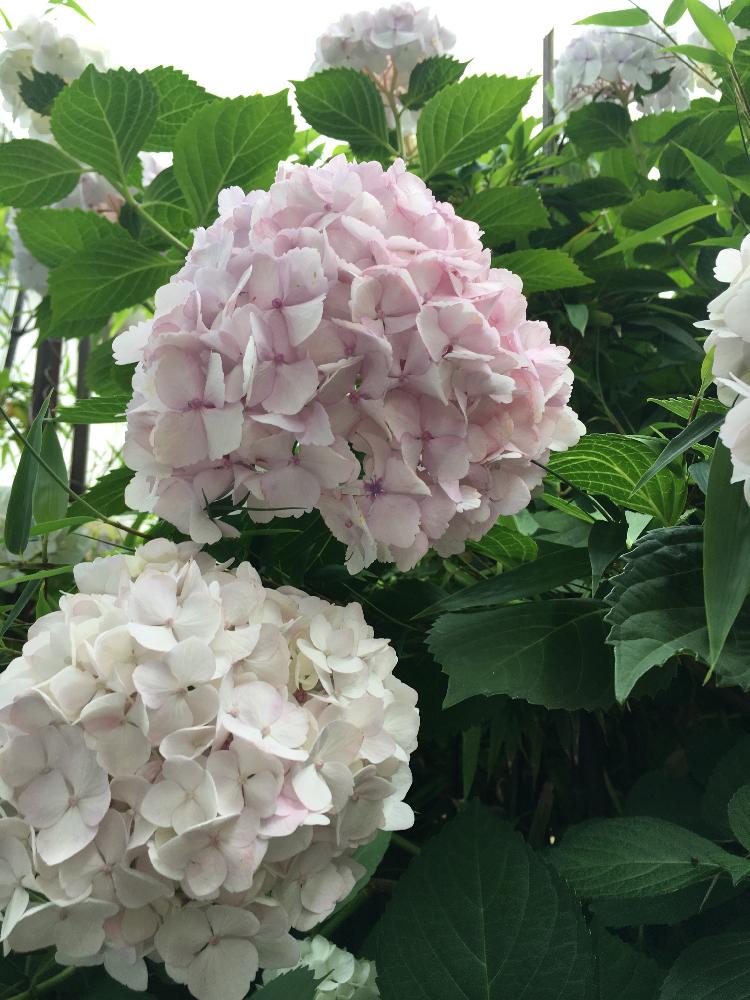 玄関の画像 by さっちぃさん | 玄関とあじさいコンテストと今日の一枚と今日のお花とアジサイ 紫陽花とガーデニングと咲いた!