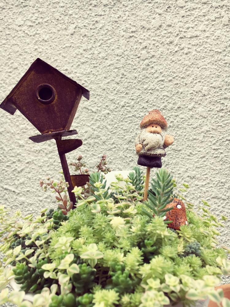 棚の画像 by さっちぃさん | 棚と多肉植物と多肉植物雨ざらしといつの間にー!!と我が家の多肉ともりもり多肉とわが家の多肉スペースと初心者です!と植中毒と今日の一枚と多肉女子とかわいい