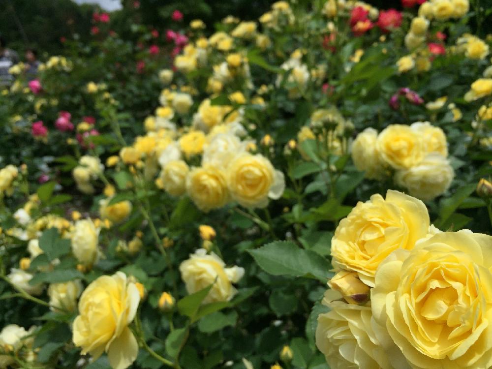 お出かけ先の画像 by ♡Rie♡さん | お出かけ先とバラと至福のひとときと初心者ですと写真じゃ伝わらない美しさと美しい♡と植中毒と今日のお花と『バラ』コンテストと東沢バラ公園とmy sweet home♡