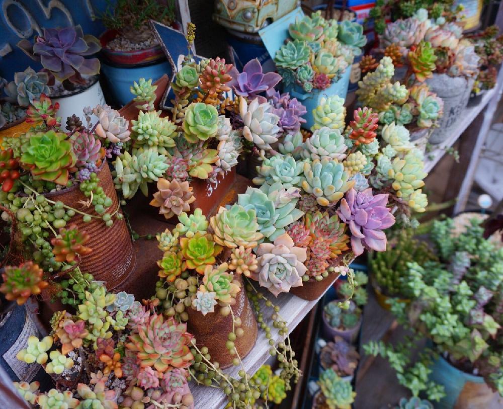 テラスの画像 by mayuno(I.V.Garden)さん | テラスと多肉植物とグリーンのある暮らしとJUNK Gardenと多肉ちゃんと多肉植物寄せ植えとナチュラルガーデンと今日の一枚と多肉女子とガーデニングと多肉棚と多肉寄せ植え
