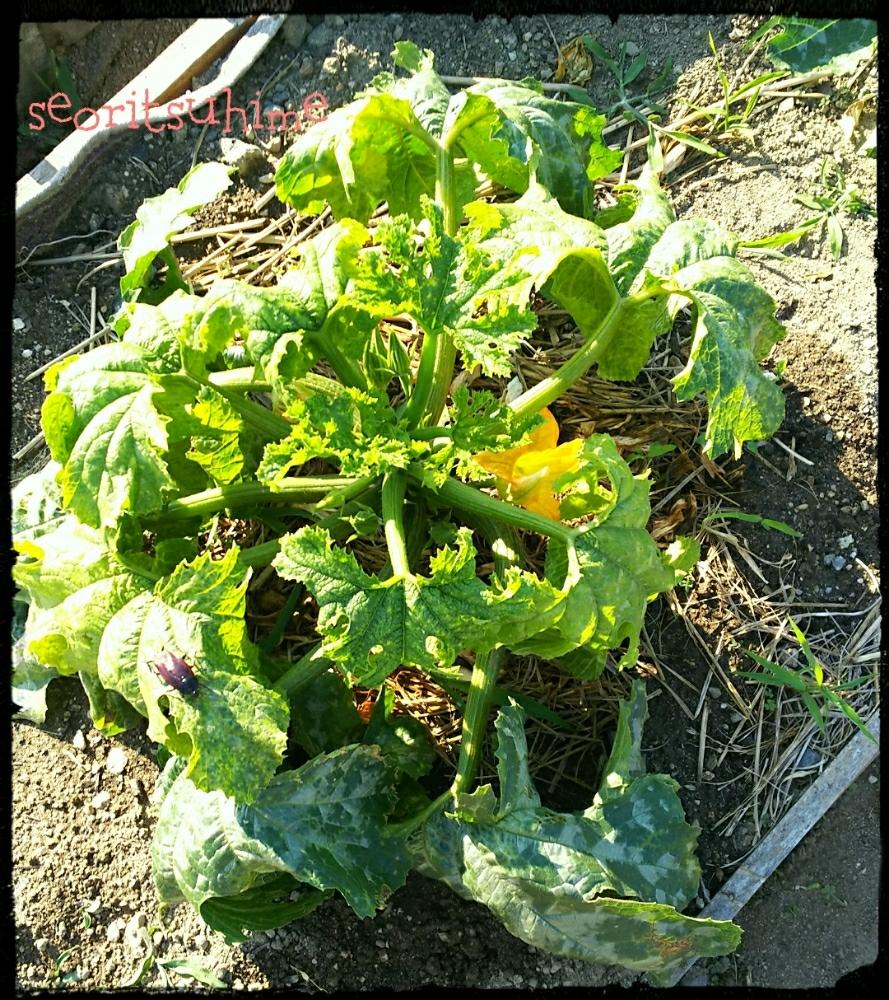 畑の画像 by 高橋園芸さん | 畑とズッキーニ ダイナーと植中毒と家庭菜園・減農薬・有機栽培と家庭菜園と野菜苗