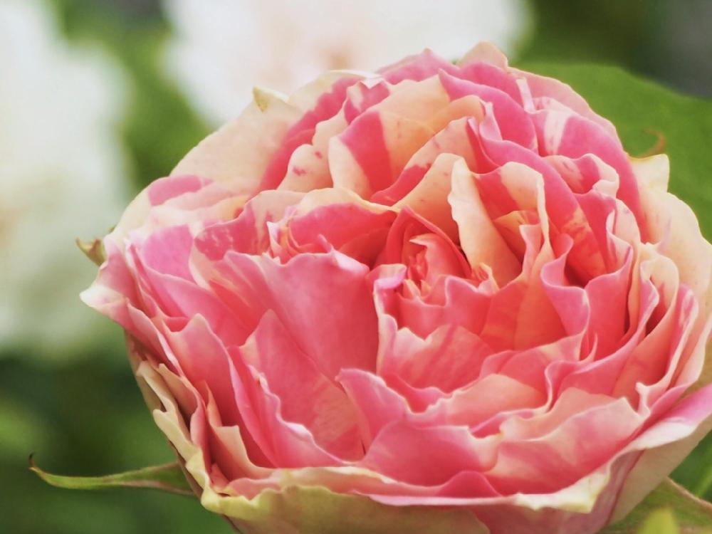 小さな庭の画像 by Je suis…さん | 小さな庭とミニバラとバラとミニ薔薇シンフォニーアイと愛知とamour.と豊橋とla rose と好きな色とお気に入りと勝手に自慢のバラコンテストとJe suis… ,verte.と植中毒と『バラ』コンテストと好き♡とTrès bien!とガーデニングとバラ・ミニバラとバラを楽しむ