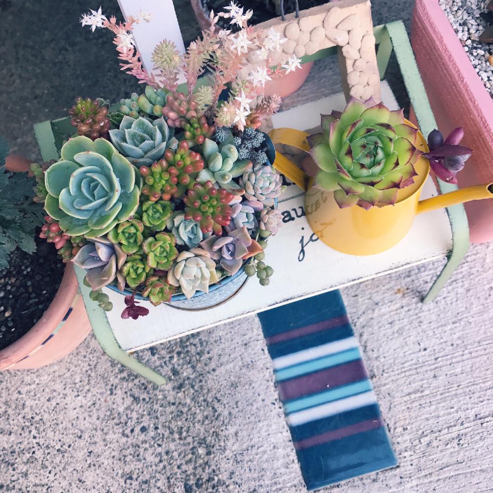 アプローチの画像 by みーさん | アプローチと多肉植物とセダム可愛いと 七福神とジョーロ寄せと多肉植物寄せ植えとセンペルビウム属と植中毒と七福神 多肉とタニクちゃんとルビネとsucculent