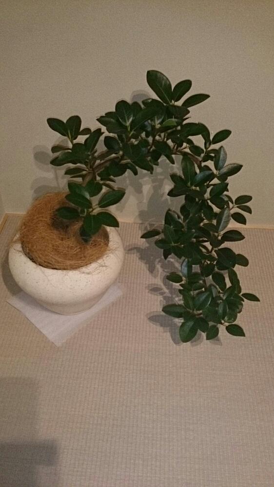 部屋の画像 by ホームグリーンさん | 部屋とガジュマルと観葉植物ともっと曲がれ〜と緑はいいなぁとオシャレと今日の一枚とかっこいい〜