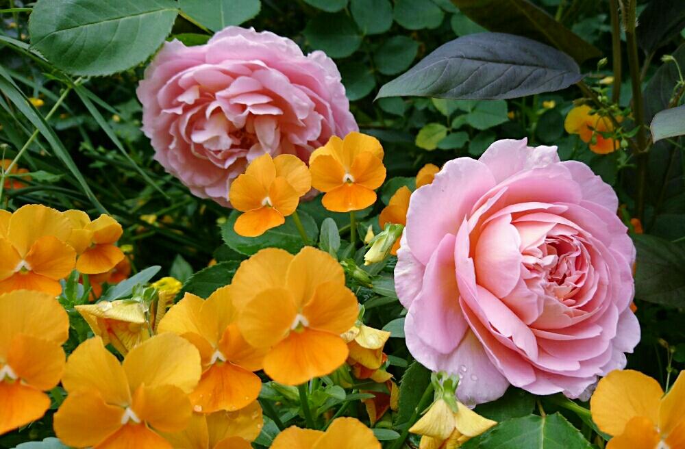お出かけ先の画像 by chiiさん | お出かけ先とビオラとバラとピンクバラとピンクの花と今日の一枚と『バラ』コンテストとバラを楽しむ