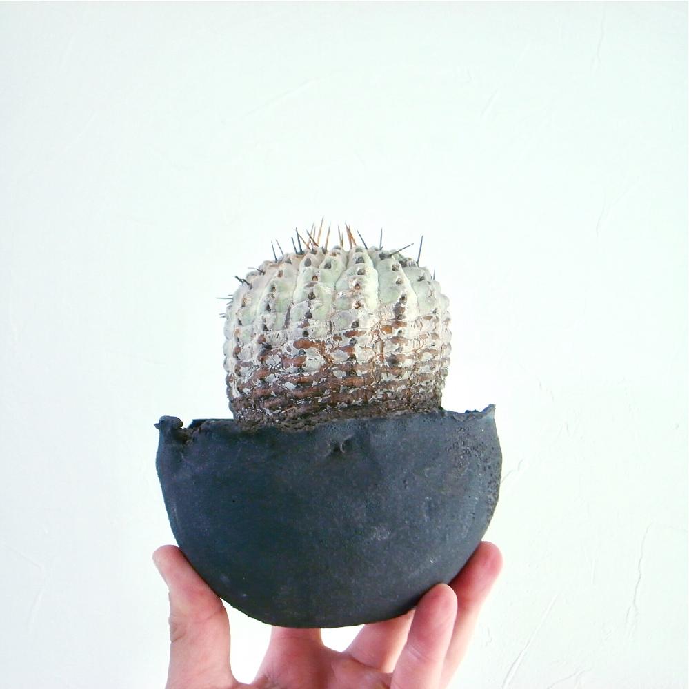 インテリアの画像 by key4zoさん | インテリアとコピアポア コルムナアルバとcactusとお気に入りの鉢とワンハンドとコーデックスと植中毒と塊根植物とタニラーとコーデックス普及委員会と100万枚記念!とっておきの植物コンテスト