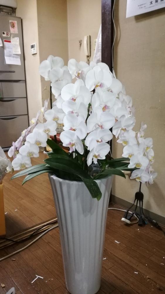 部屋の画像 by mihoringさん | 部屋とラン科とファレノプシス属と植中毒とコチョウラン。とphalaenopsisと洋ランと花のある暮らしとphalと胡蝶蘭 ミディと胡蝶蘭♡