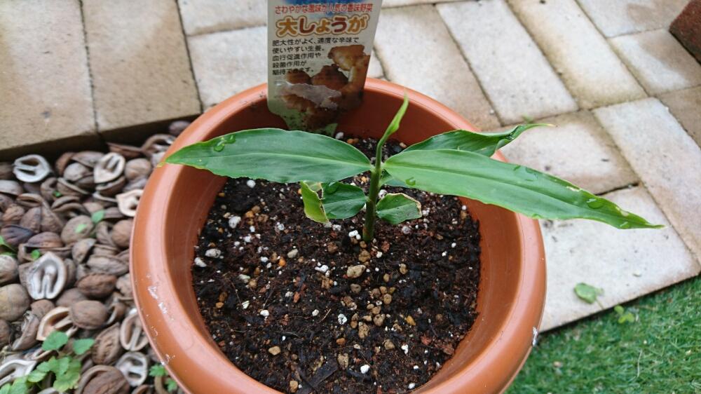 広い庭の画像 by tAnkOtsUさん | 広い庭としょうがと植え替え記録とプランター野菜とプチ家庭菜園とプランターとショウガ科と植え替えシーズン到来!と家庭菜園と植え替えと無農薬❤家庭菜園と植え替え完了。とプランター植え