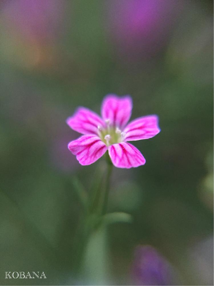 小さな庭の画像 by kobana.mさん | 小さな庭とキュンキュン乙女倶楽部とピンクの花とピンクのカスミソウとセリアのマクロレンズとキュンキュン乙女倶楽部no.35とカスミソウ。