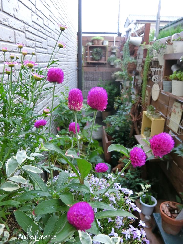 小さな庭の画像 by Audreyさん | 小さな庭と多肉植物いろいろと植物いろいろとロベリアとボンザマーガレットと千日紅と多肉植物とキュンキュン乙女倶楽部と木工DIYとナチュラルガーデンとキュンキュン乙女倶楽部No.34と今日の一枚と頂いた植物とDIYとナチュラルスタイルとガーデニングと西側壁DIY♪と花のある暮らしと大人かわいい♪とCAINZグリーンDIYコンテスト