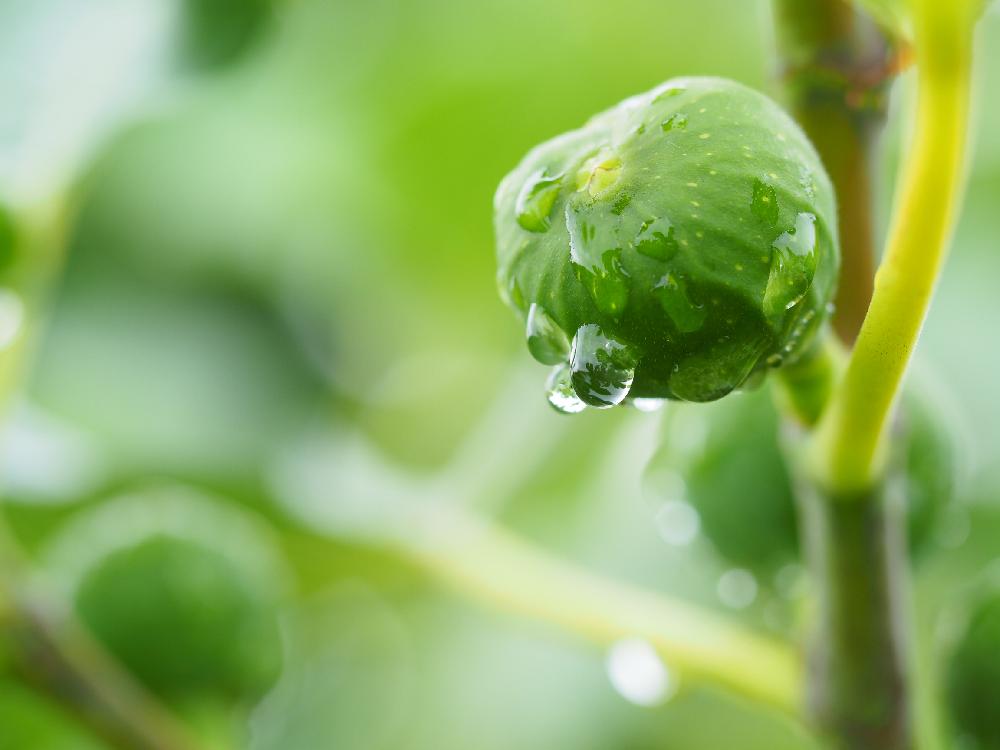 広い庭の画像 by Tenさん | 広い庭とイチジクと植物のある暮らしと雨上がりプランツと梅雨に負けないと植中毒とED 60mm F2.8 Macroと成長記録と100万枚記念!とっておきの植物コンテストとアートなTen写と玉ボケ