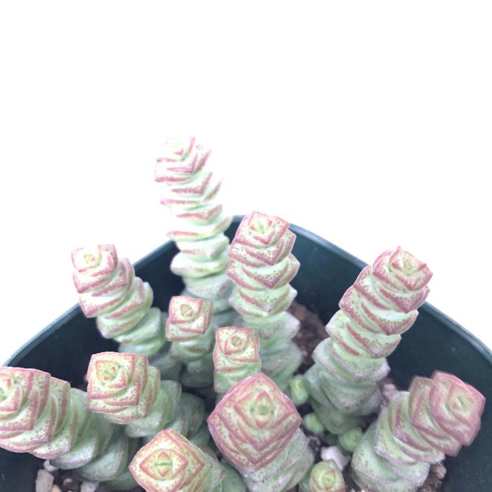 バルコニー/ベランダの画像 by うさぎのはなさん | バルコニー/ベランダと多肉植物とクラッスラ属と美人さんとわが家の植物と梅雨に負けないと植中毒と多肉女子とかわいいことタニラーとわが家の多肉ちゃんとバルコニストとお星様と星シリーズとお星様シリーズ