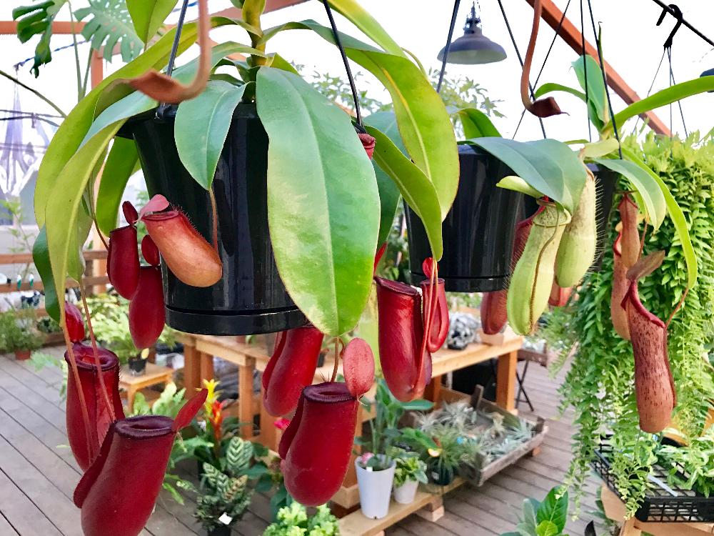 インテリアの画像 by Flower Villageさん | インテリアと観葉植物とネペンテス属とあざみ野と園芸店とお誘いと鷺沼と植中毒と食虫植物・ウツボカズラと花のある暮らしと農園とお花屋さんとたまプラーザ