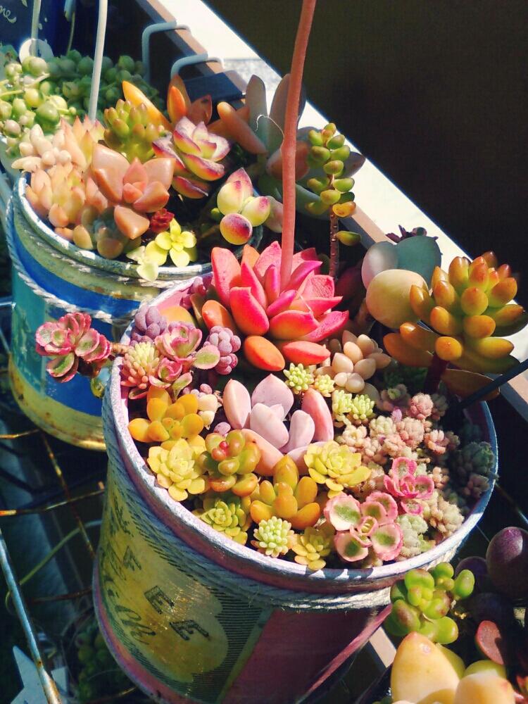 小さな庭の画像 by **tomoさん | 小さな庭と多肉植物と多肉植物雨ざらしとリメ缶と植中毒と今日の一枚と多肉女子と多肉寄せ植え