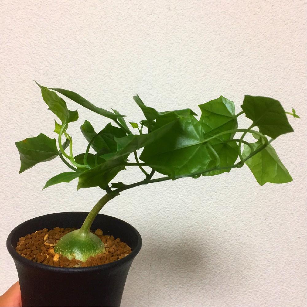バルコニー/ベランダの画像 by スカタンさん | バルコニー/ベランダと眠り布袋とゲラルダンサス マクロリザスと植中毒と塊根植物と多肉植物とコーデックス