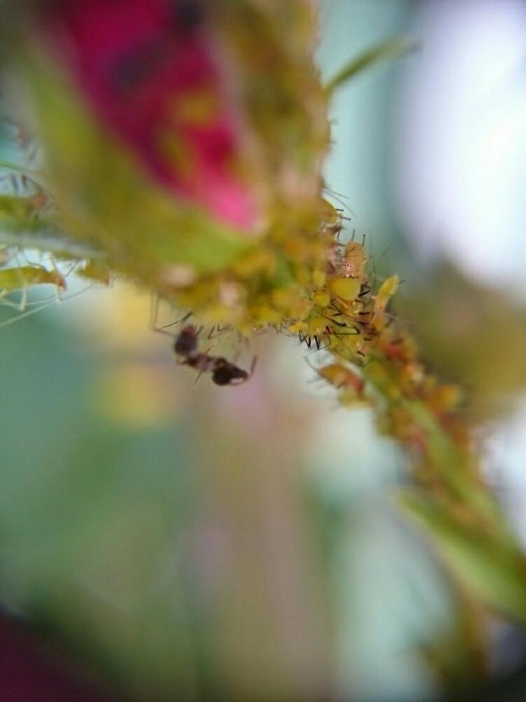 玄関の画像 by WAさん | 玄関とアブラムシとありんこのお散歩と花のある暮らしと近くで…挑戦✊‼と均一マクロレンズ